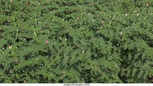 Main crops of Rabi season are wheat, barley and gram