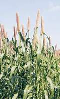 Crops of Kharif Season are Rice,Maize,Jawar,Bajra.