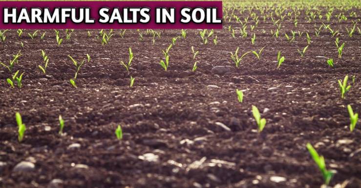 Harmful Salts In Soils