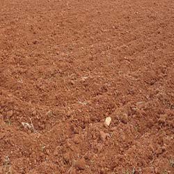alluvial soil