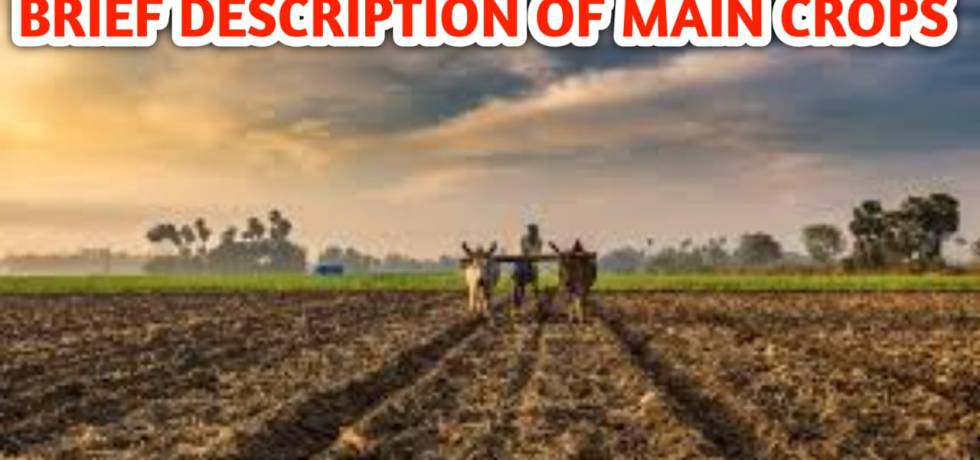 BRIEF DESCRIPTION OF MAIN CROPS