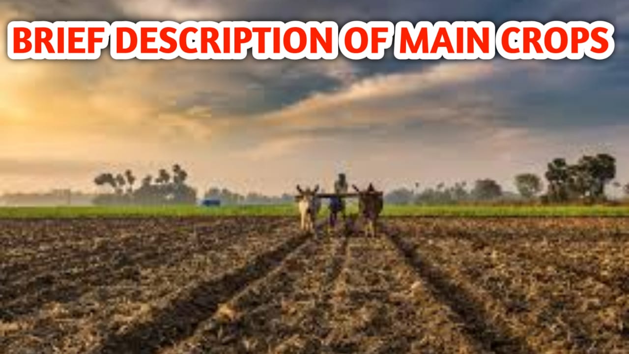 BRIEF DESCRIPTION OF MAIN CROPS