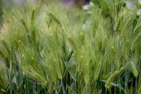 Main crops of Rabi season are wheat, barley and gram