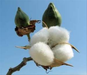 Crops of Kharif Season are Rice,Maize,Jawar,Bajra.