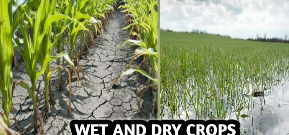 WET AND DRY CROPS