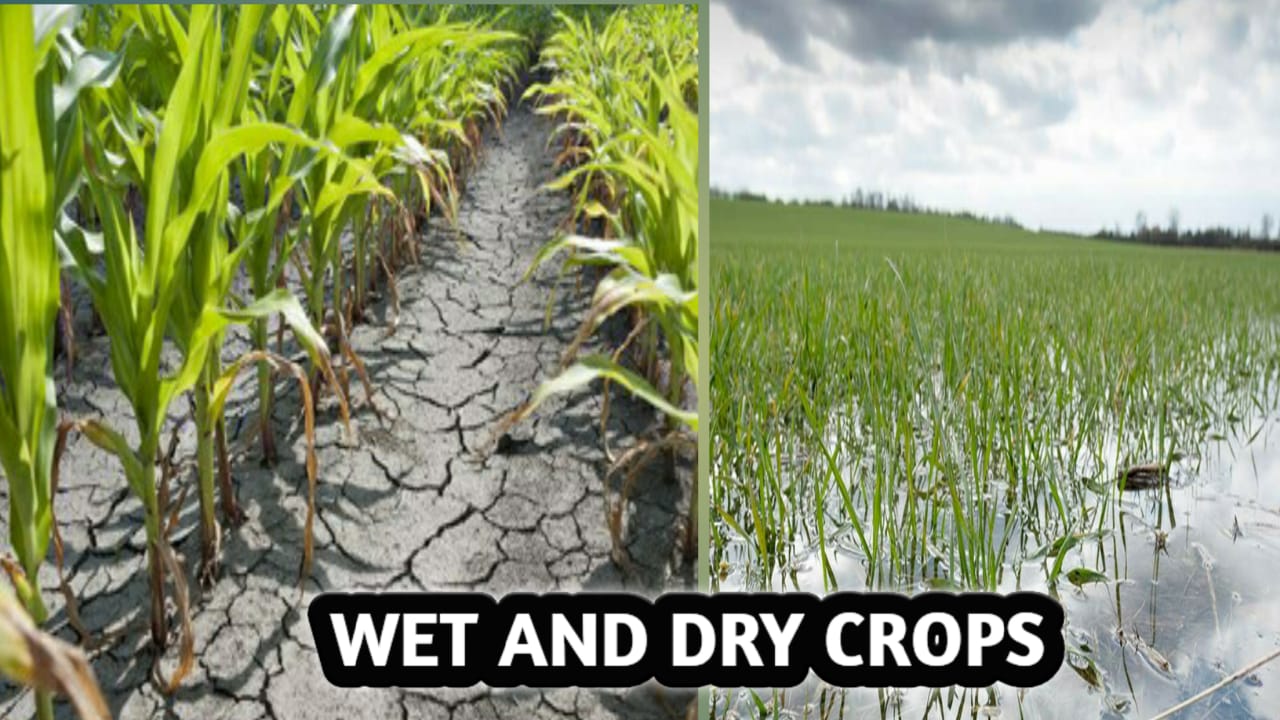 WET AND DRY CROPS