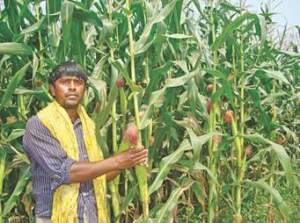 Crops of Kharif Season are Rice,Maize,Jawar,Bajra.