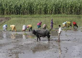 Crops of Kharif Season are Rice,Maize,Jawar,Bajra.