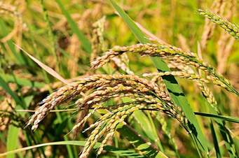 weather of kharif season