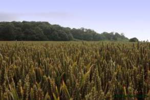 Crops of Kharif Season are Rice,Maize,Jawar,Bajra.