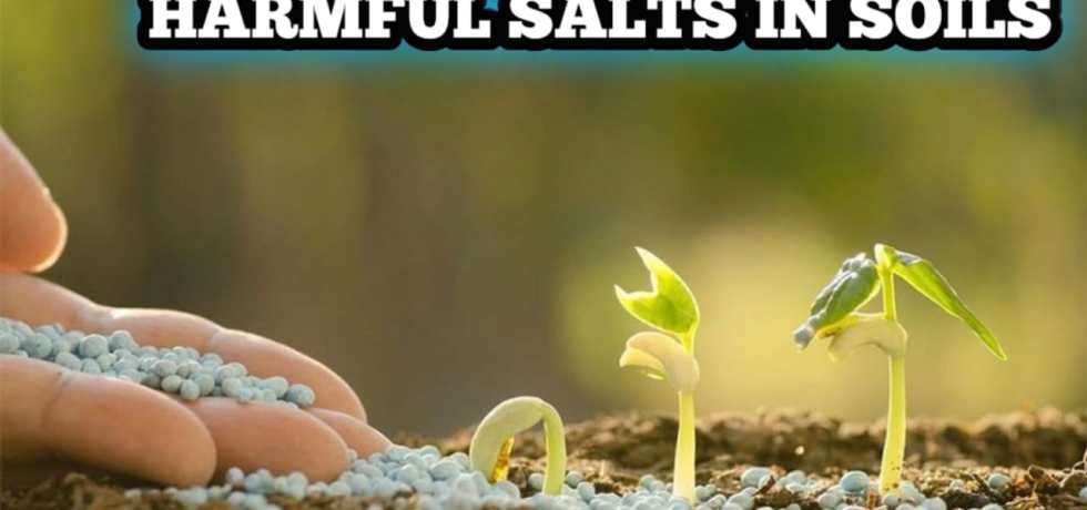 Harmful Salts In Soils