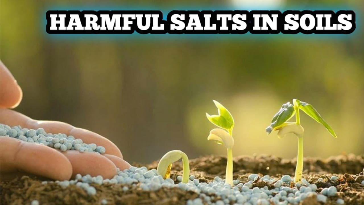 Harmful Salts In Soils
